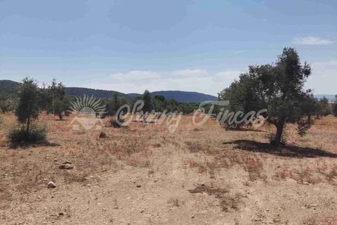 Terra a Biar, Alicante, Biar - € 53.000 | Ref: SF0425 - foto 5
